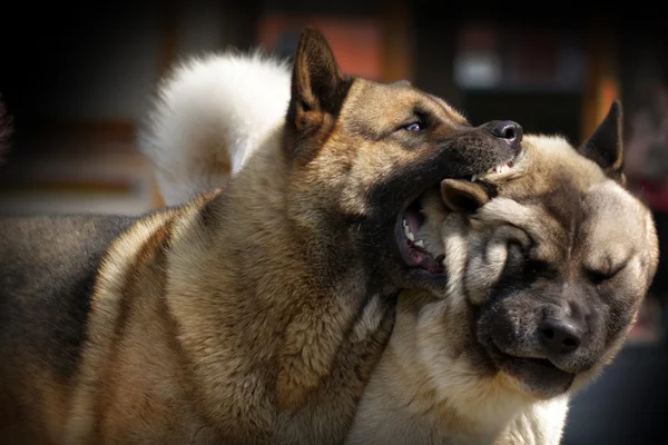 Akita Inu oynarken ya da mücadele iki köpek