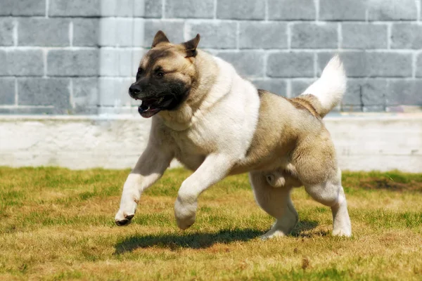 Kutya tenyészt Akita inu, gyorsan vágtató fut — Stock Fotó