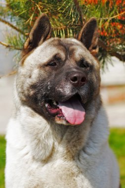 köpek doğurmak Akita Inu açık havada yaz sıcağında