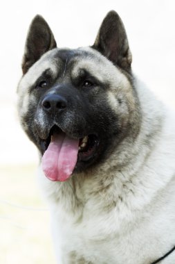 gri safkan köpek doğurmak Akita Inu