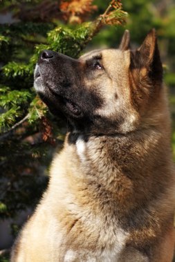 köpek ararken Akita Inu doğurmak