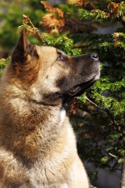 köpek ararken Akita Inu doğurmak