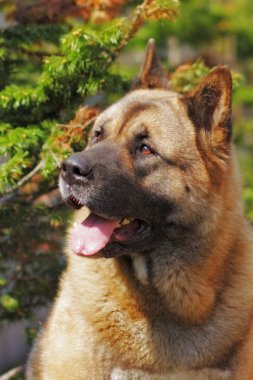 safkan köpek ararken Akita Inu doğurmak