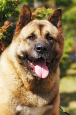köpek doğurmak Akita Inu açık havada yaz sıcağında