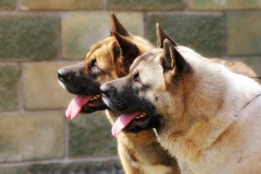 iki köpek Akita Inu aynı yönde seyir birlikte