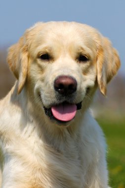 mutlu köpek Golden Retriever bir gökyüzü arka plan üzerine yaz