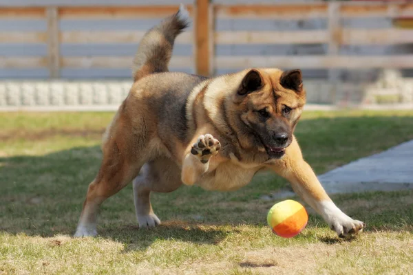 köpek doğurmak Akita Inu, açık havada bir top oynuyor
