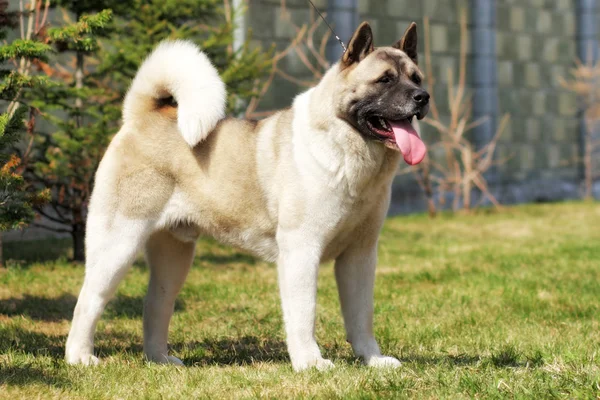 犬をひもにつないで表示位置に秋田犬立ってを繁殖します。 — ストック写真
