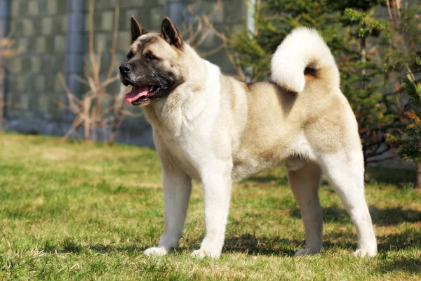 Hondenras Akita inu bevindt zich aan de positie weergeven — Stockfoto