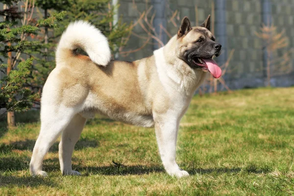 Kutya fajta: Akita inu áll oldalra mutatni a pozíció — Stock Fotó