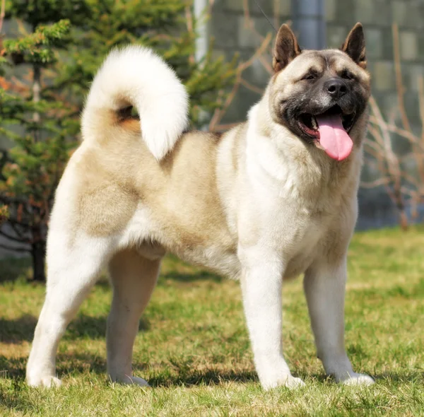 Raza de perro Akita inu destaca para mostrar la posición —  Fotos de Stock