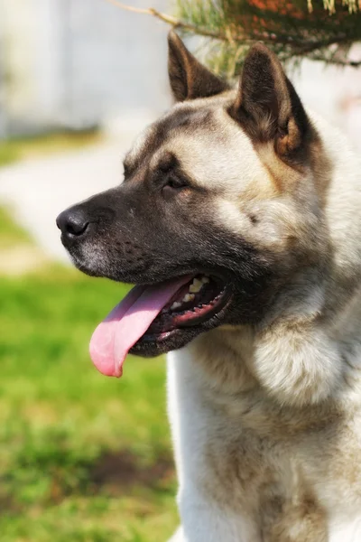 Akita inu, a nyári melegben szabadban kutyafajta — Stock Fotó