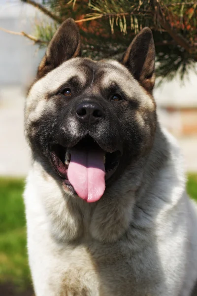 Hondenras Akita inu in de zomer warmte buiten — Stockfoto