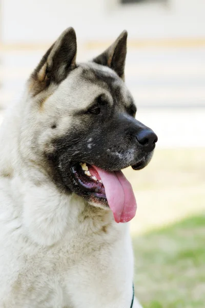 Породы собак Akita inu в летнюю жару на открытом воздухе — стоковое фото