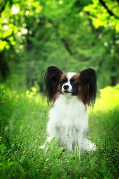 Гарна собака породи Papillon — стокове фото