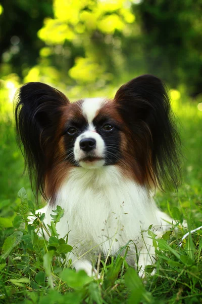 Beautiful dog of breed Papillon in summer — Stock Photo, Image