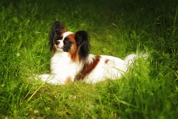 Гарна собака породи Papillon влітку — стокове фото