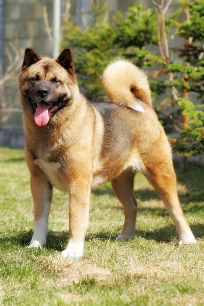 Cão vermelho puro Akita inu em pé na posição show — Fotografia de Stock