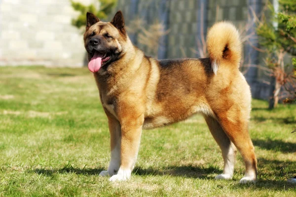 Raça cão Akita inu stands — Fotografia de Stock