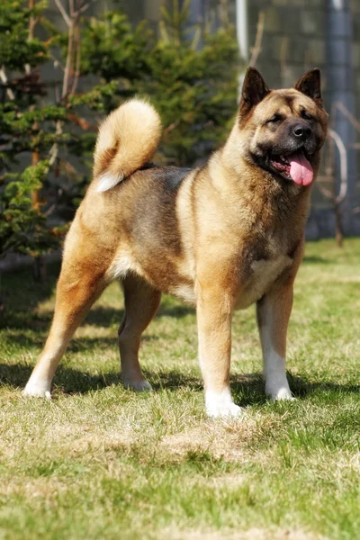 Pedigree cane Akita-inu bello è in mostra posizione — Foto Stock