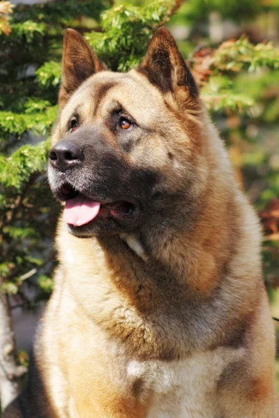 Dog breed Akita inu looks up with a questioning look — Stock Photo, Image