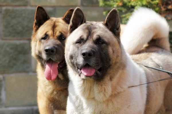 Two dogs Akita inu together looking to one side closeup — Stock Photo, Image