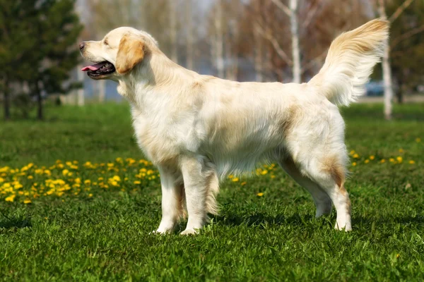 Piękne, rasowe pies Golden Retriever stały — Zdjęcie stockowe
