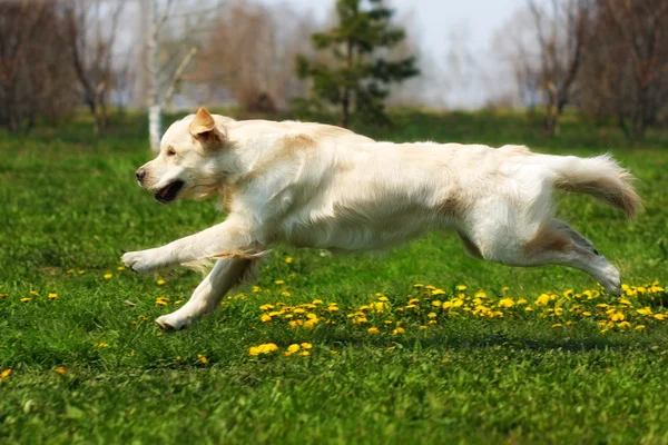 Счастливый пес Золотой ретривер бежит — стоковое фото