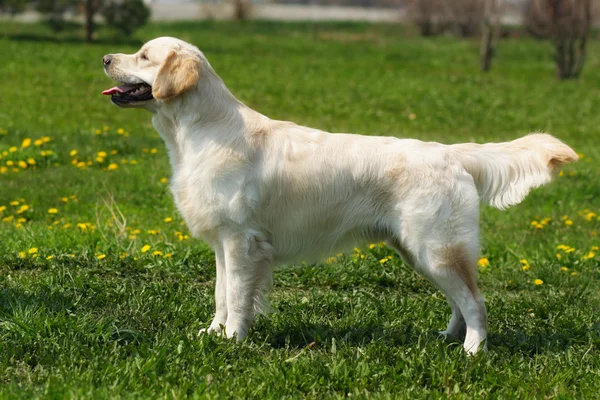 Hermoso perro de pura raza Golden Retriever de pie — Foto de Stock