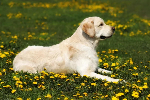 Vacker hund rasen Golden Retriever liggande — Stockfoto