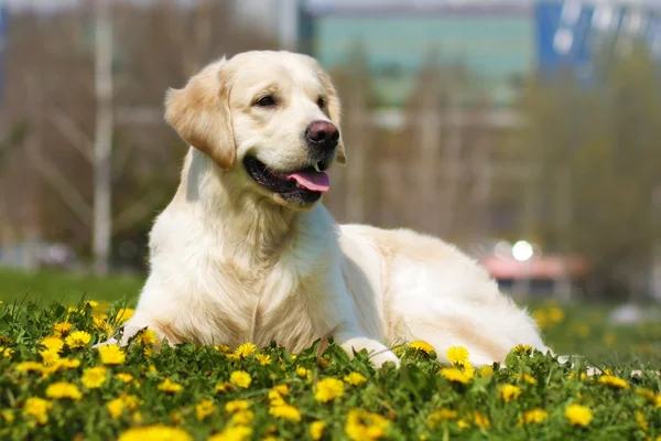 Bela raça cão Golden Retriever mentir — Fotografia de Stock