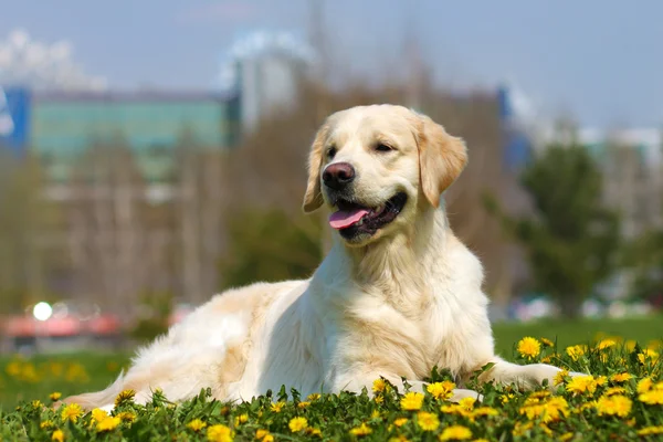 Vacker hund rasen Golden Retriever liggande — Stockfoto