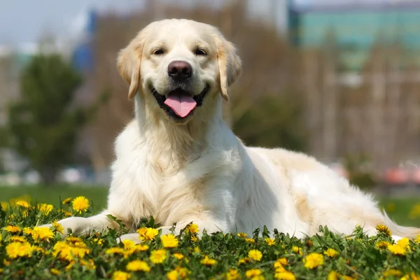 Feliz perro crianza Golden Retriever —  Fotos de Stock