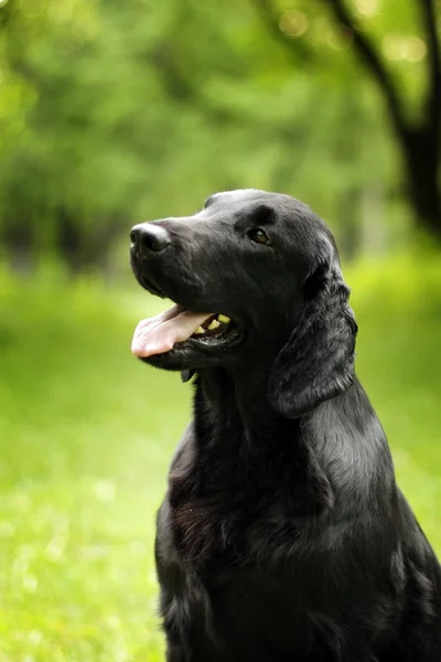 Μαύρο σκυλί επίπεδης – με επικάλυψη Retriever καλοκαίρι ψάχνει σε εξωτερικούς χώρους — Φωτογραφία Αρχείου