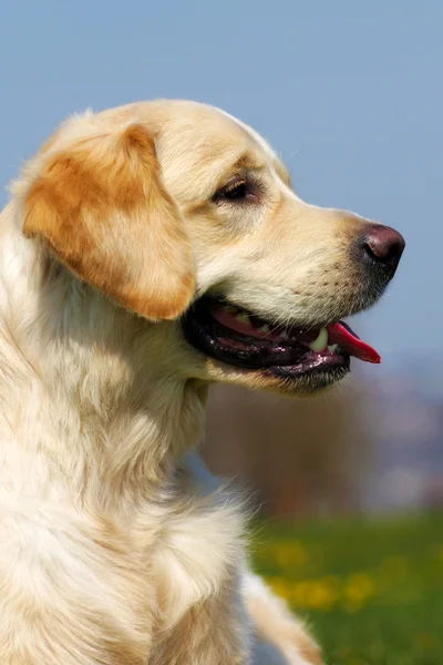 Χαρούμενο σκυλί χρυσόs Retriever το καλοκαίρι σε ουρανό — Φωτογραφία Αρχείου