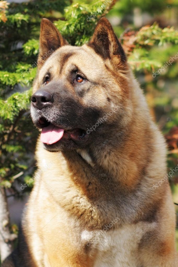 Chien De Race Akita Inu Lève Les Yeux Avec Un Regard