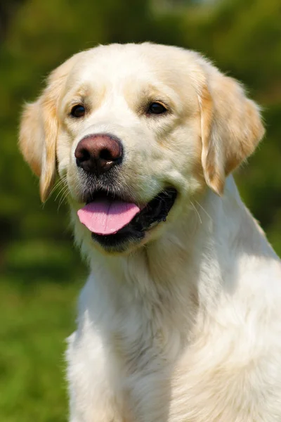 Happy dog Golden Retriever in the summer on the nature — Stock Photo, Image