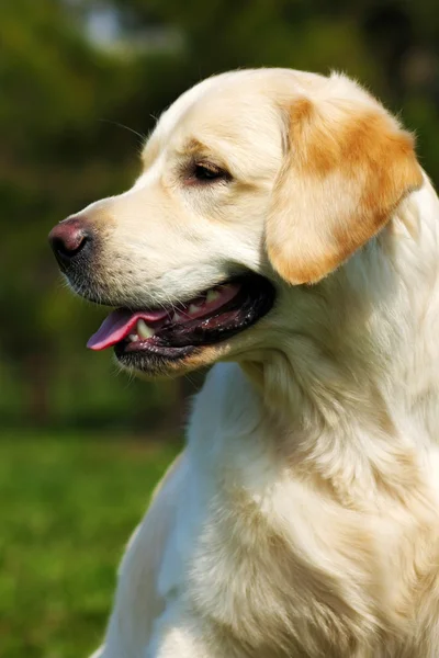 Счастливый пес Золотой ретривер летом на природе — стоковое фото