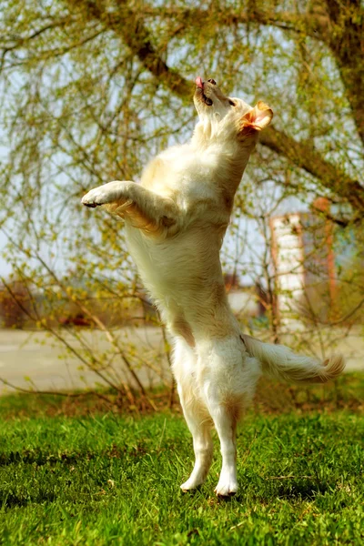 Engraçado Golden Retriever cão jogando e pulando no verão — Fotografia de Stock