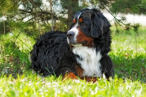 Bellissimo cane da montagna bernese riposa all'ombra — Foto Stock