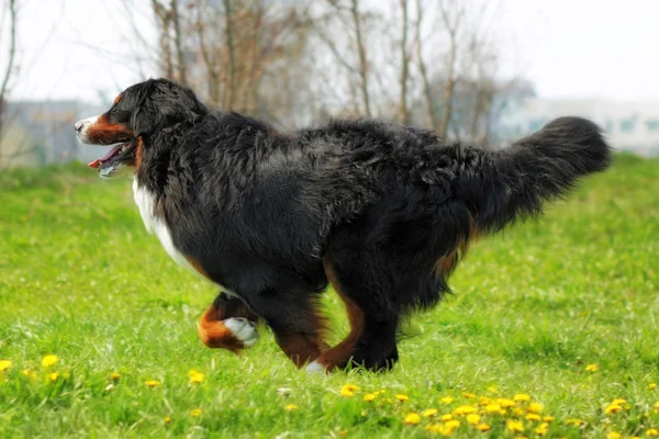 Hermoso perro de montaña bernés corre — Foto de Stock