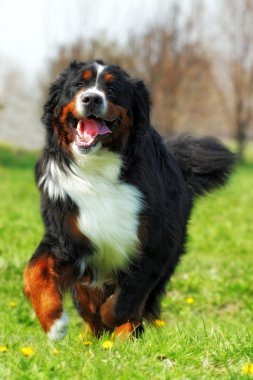 mutlu güzel Bernese dağ köpeği çalışır eğlenceli vardır 