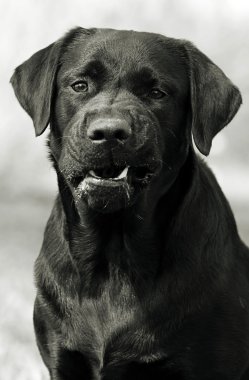 Kızgın köpek Labrador Retriever hırlıyor