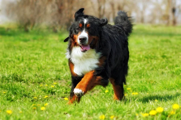 Feliz bonito Bernese mountain dog runs são divertidos — Fotografia de Stock