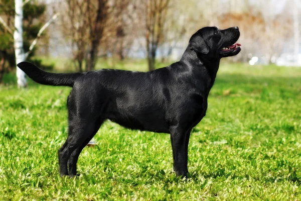 Labrador Retriever stående i Visa position — Stockfoto