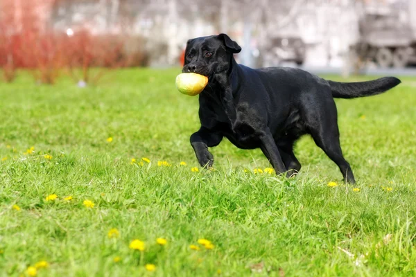 siyah köpek Labrador geri almak bir topu yakaladı ve carri ile çalış