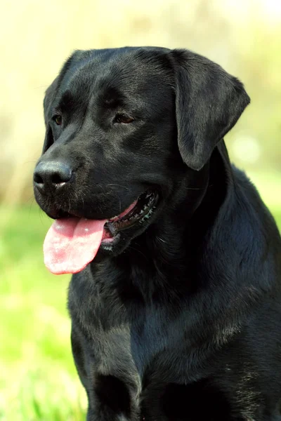 Bellissimo Labrador nero di razza brilla al sole — Foto Stock