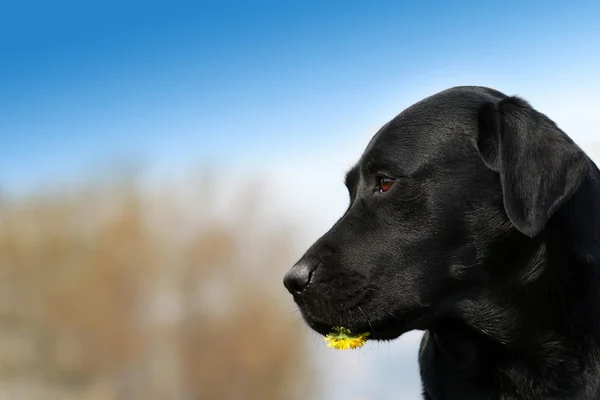 Чорний лабрадор ретрівер собака тримає зубів у кульбаби потік — стокове фото