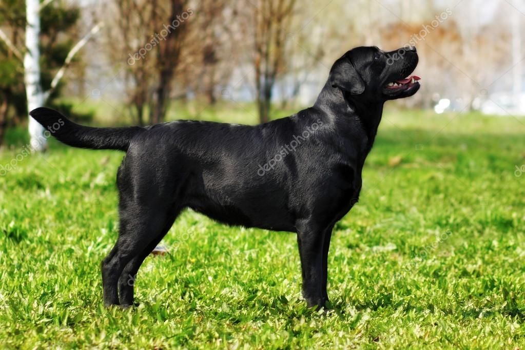 Labrador Retriever standing in the show position — Stock Photo © Garosha 117252008