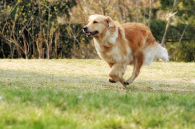 Etrafta dolanan ve oynarken güzel mutlu köpek Golden Retriever